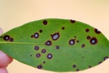 Phyllosticta kalmicola image