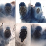 Amandinea punctata image