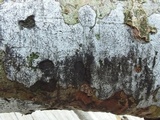 Biscogniauxia atropunctata image