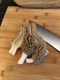 Morchella americana image