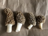 Morchella americana image