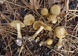 Agrocybe smithii image