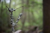 Parmotrema reticulatum image