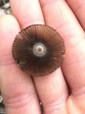 Parasola auricoma image