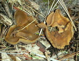 Peziza repanda image