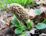 Morchella americana image