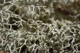 Cladonia subtenuis image