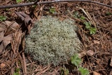 Cladonia subtenuis image