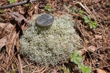 Cladonia subtenuis image