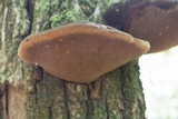 Phellinus robiniae image