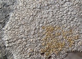 Lecanora rupicola var. rupicola image