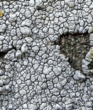 Lecanora rupicola var. rupicola image