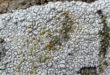 Lecanora rupicola var. rupicola image