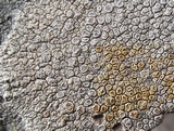 Lecanora rupicola var. rupicola image