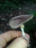 Agaricus martinicensis image