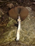 Agaricus martinicensis image
