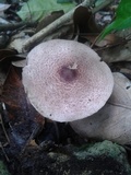 Agaricus martinicensis image
