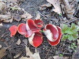 Sarcoscypha austriaca image
