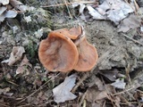 Discina ancilis image