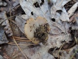 Discina ancilis image