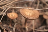 Lentinus swartzii image