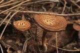 Lentinus swartzii image