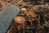 Lentinus swartzii image