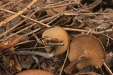 Lentinus swartzii image