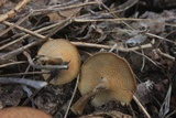 Lentinus swartzii image