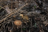 Lentinus swartzii image
