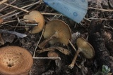 Lentinus swartzii image