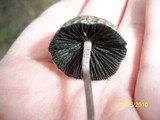 Panaeolus goossensiae image