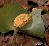 Puccinia violae image