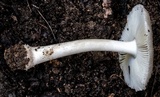 Amanita subvaginata image
