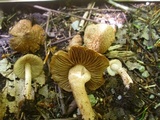 Inocybe adaequata image