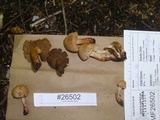 Inocybe adaequata image