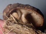 Discina ancilis image
