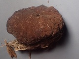 Discina ancilis image