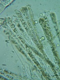 Discina ancilis image