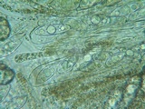 Discina ancilis image