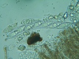 Discina ancilis image