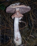 Amanita brunneolocularis image