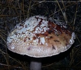 Amanita brunneolocularis image