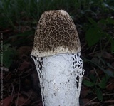Phallus indusiatus image