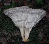 Cymatoderma caperatum image