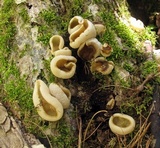 Peziza repanda image