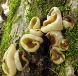 Peziza repanda image