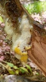 Fusicolla merismoides image