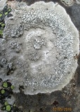 Arthonia varians image