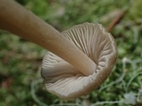 Nolanea holoconiota image